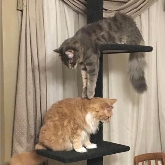 Meet your Posher, Peggy - Picture 5 of 10